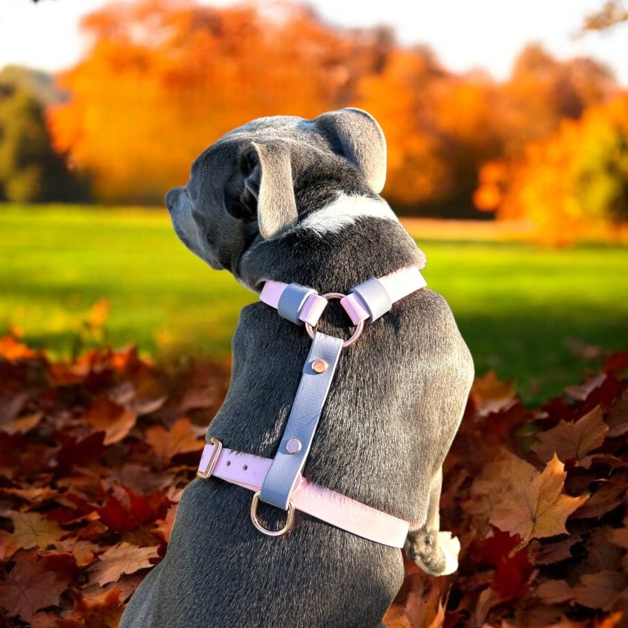 Harnais en H en biothane bi-color pour chien