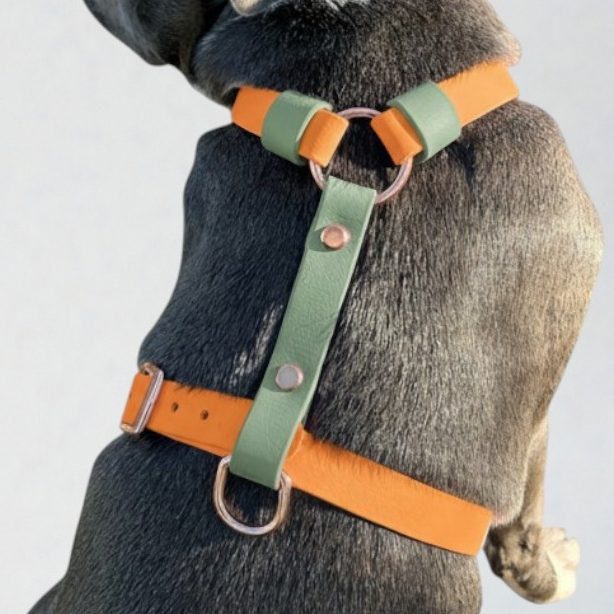 Harnais en H en biothane bi-color pour chien